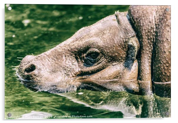 Common Hippopotamus (Hippopotamus Amphibius) In Af Acrylic by Radu Bercan