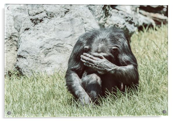 African Chimpanzee Hiding His Face Acrylic by Radu Bercan