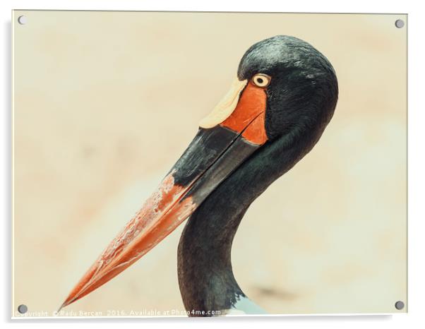 Saddlebill Stork Bird Portrait Acrylic by Radu Bercan