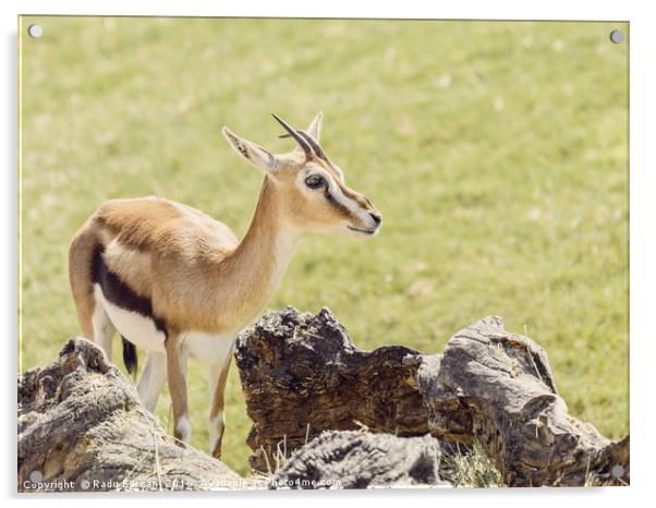 African Thomson's Gazelle (Eudorcas Thomsonii) Acrylic by Radu Bercan