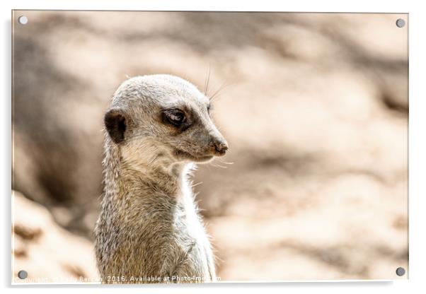Meerkat or Suricate (Suricata Suricatta) in Africa Acrylic by Radu Bercan