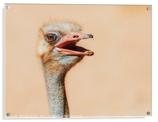 Funny Ostrich Bird Portrait Acrylic by Radu Bercan