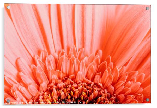 Pink Gerbera Flower Petals Abstract Macro Acrylic by Radu Bercan