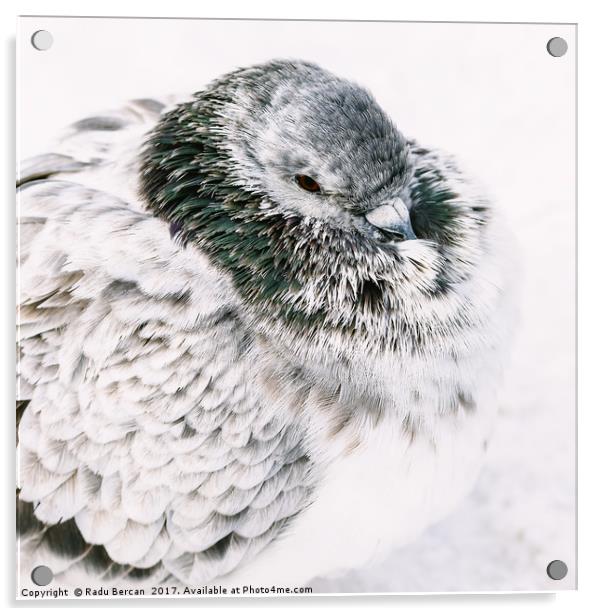 White And Gray Pigeon Bird Freezing In Cold Winter Acrylic by Radu Bercan