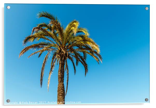 Green Palm Tree On Blue Sky Acrylic by Radu Bercan