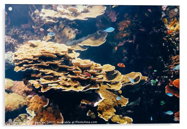 Small Coral Fish In Aquarium Acrylic by Radu Bercan