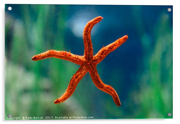 Red Starfish Macro In Aquarium Acrylic by Radu Bercan