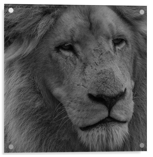 Portrait of a white Lion Acrylic by Rob Lucas