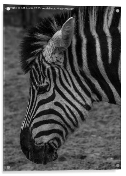 Profile of a Zebra Acrylic by Rob Lucas