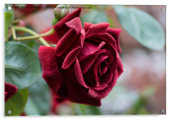 Beautiful Red Rose Acrylic by Chris Roberts