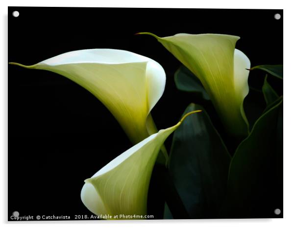 Lilies Acrylic by Catchavista 