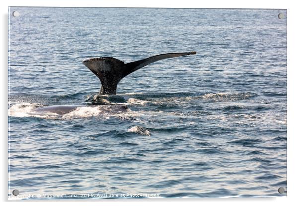 Whale, cape cod Acrylic by Massimo Lama