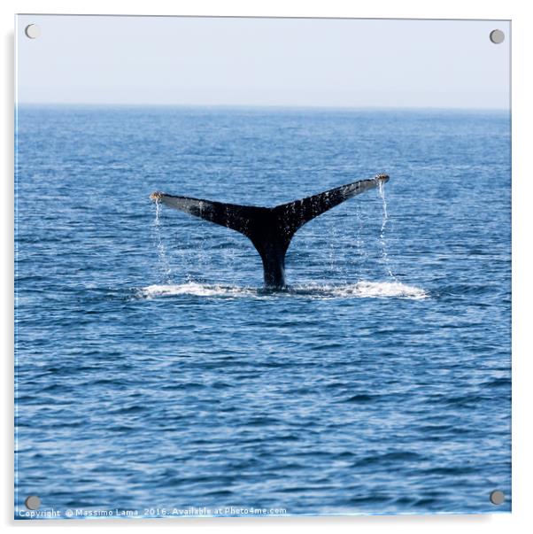 Tail of Whale, Cape Cod Acrylic by Massimo Lama