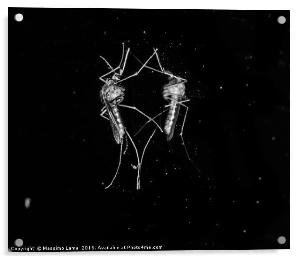 Mosquito with reflex Acrylic by Massimo Lama