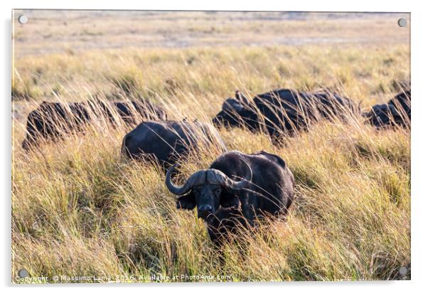 Buffalos Acrylic by Massimo Lama