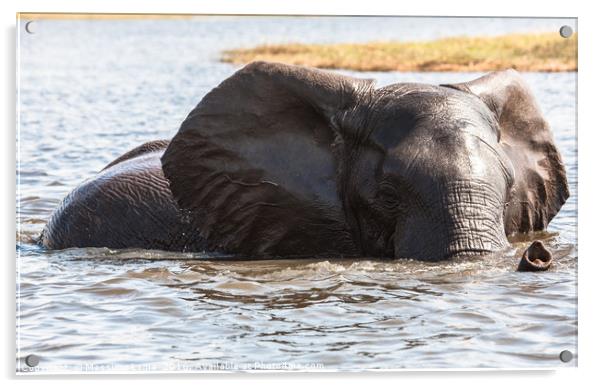 elephant at bath Acrylic by Massimo Lama