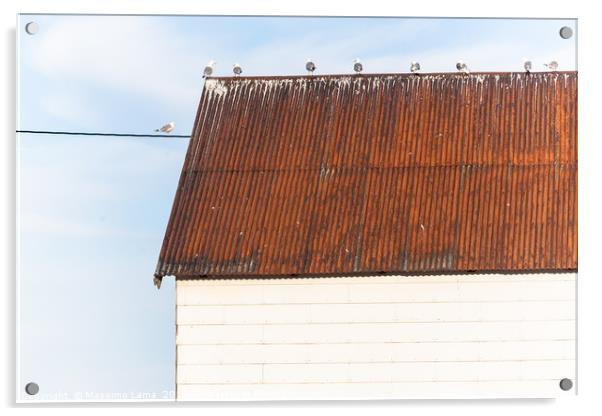 Seagulls on a roof Acrylic by Massimo Lama