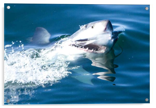 Great white shark Acrylic by Massimo Lama