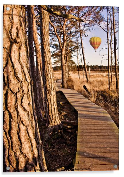 Balloon flight over Thursley Nature Reserve Acrylic by Julian Paynter