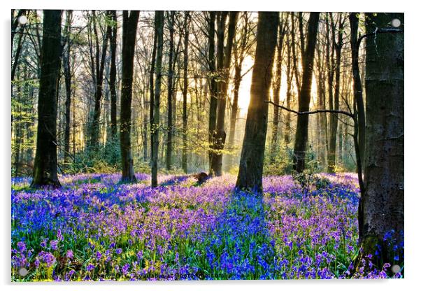 Bluebells at Micheldever Acrylic by Julian Paynter
