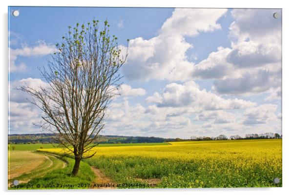 rapeseed field near Crondall Acrylic by Julian Paynter