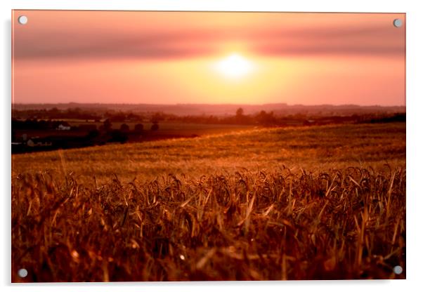 Cornfield sunset Acrylic by Kevin Elias
