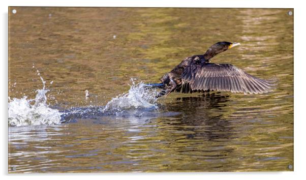 Cormorant take off Acrylic by Kevin Elias
