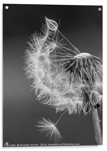 Dandelion Clock Acrylic by AMANDA AINSLEY