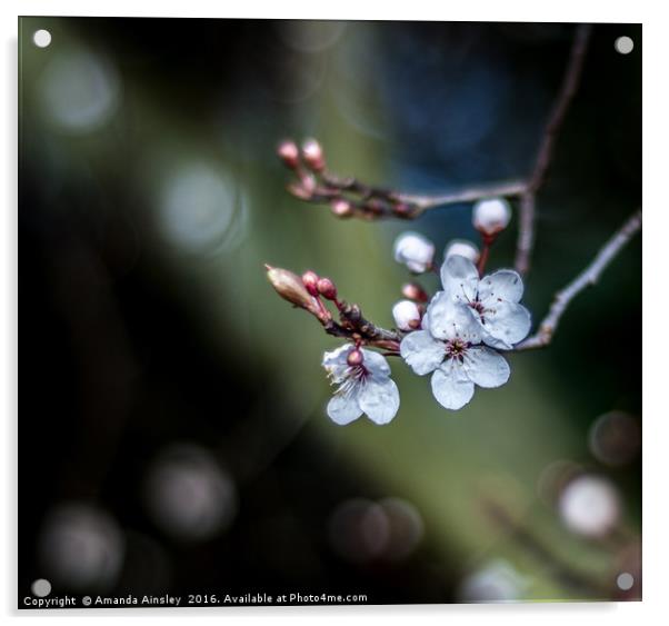 Spring Blossom Acrylic by AMANDA AINSLEY