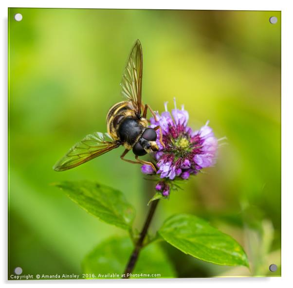 Portrait of a Hover Fly Acrylic by AMANDA AINSLEY