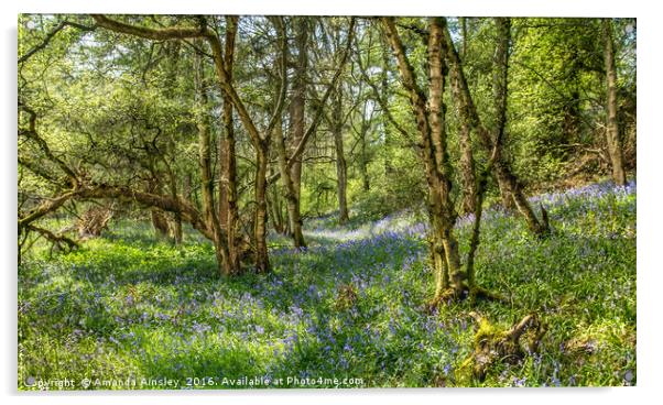 Woodland Bluebells Acrylic by AMANDA AINSLEY