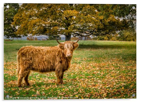 Highland Cow Acrylic by AMANDA AINSLEY