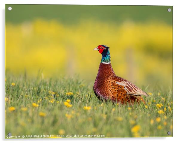 Majestic Pheasant in a Summertime Meadow Acrylic by AMANDA AINSLEY