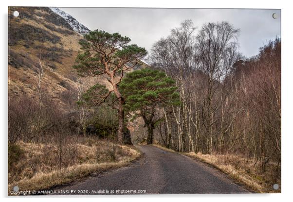 Scots Pines up Glen Nevis Acrylic by AMANDA AINSLEY