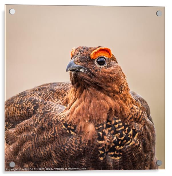 Majestic Red Grouse on the Moor Acrylic by AMANDA AINSLEY