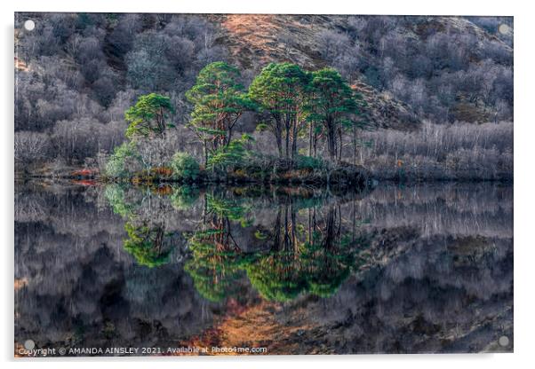 Majestic Scots Pines Reflecting on Loch Eilt Acrylic by AMANDA AINSLEY
