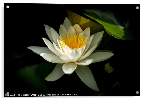 White Lotus Flower Acrylic by Charles Little