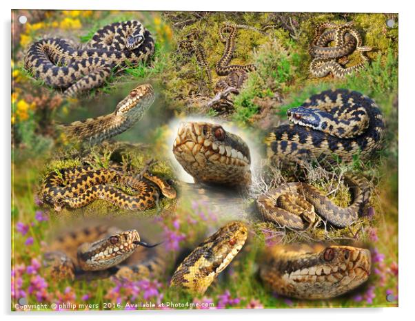Adder Montage Acrylic by philip myers