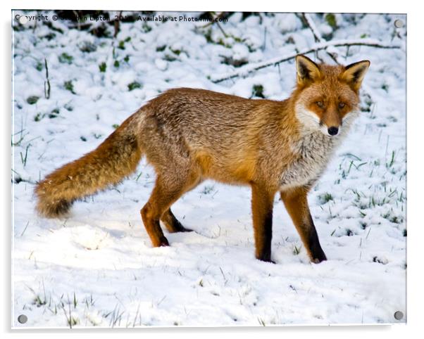 Winter Fox Acrylic by Stephen Lipton