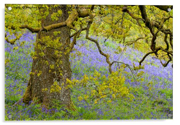 Bluebell Meadow, The Trossachs, Scotland Acrylic by Stephen Lipton