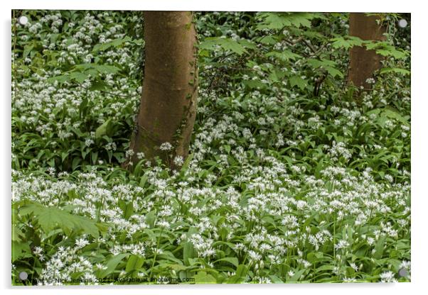 Ramson or Wild Garlic Woodlands in Spring in April Acrylic by Nick Jenkins