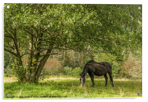 Black Horse feeding under Tree Rhondda Valley  Acrylic by Nick Jenkins