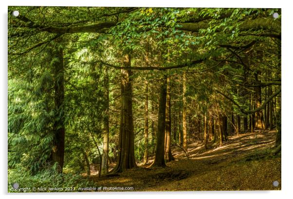 Pine Trees in Tyn y Coed Woodland near Cardiff Acrylic by Nick Jenkins