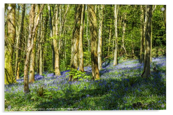 Bluebell Woods at Coed Cefn Crickhowell  Acrylic by Nick Jenkins