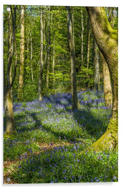Coed Cefn Bluebell Woods above Crickhowell  Acrylic by Nick Jenkins