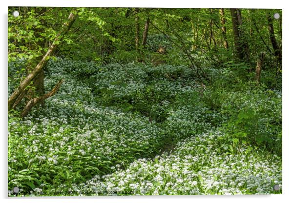 Wild Garlic or Ramsons in a wood in April  Acrylic by Nick Jenkins
