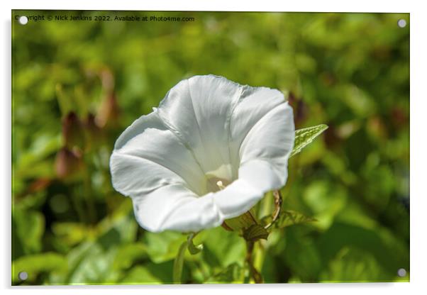 Bindweed Flower Convolvulus arvensis Acrylic by Nick Jenkins