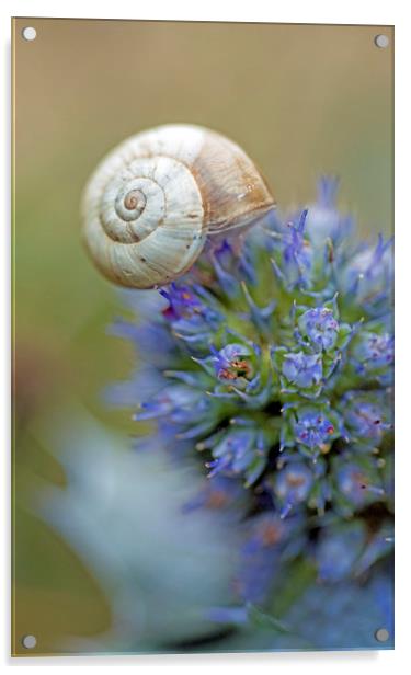 Snail sitting on a Sea Holly Flower on the coast Acrylic by Nick Jenkins