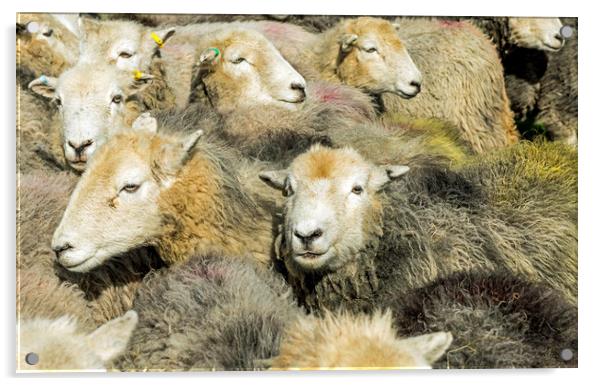 Herdwick Sheep All Together in the Lake District Acrylic by Nick Jenkins