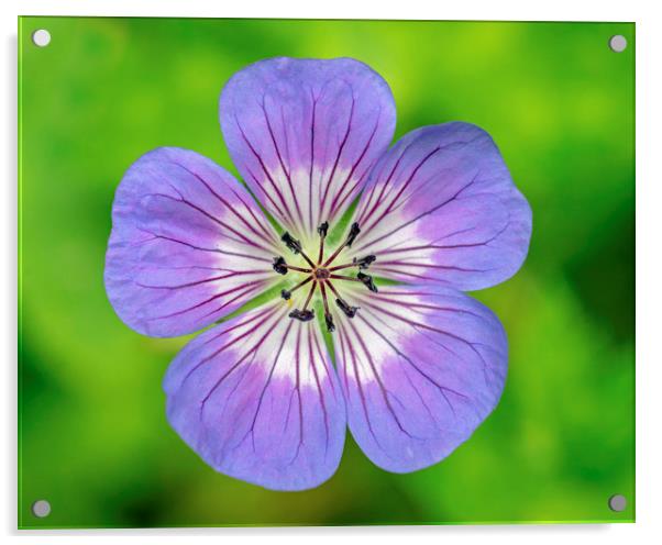 Blue Cranesbill Flower Close Up Acrylic by Nick Jenkins